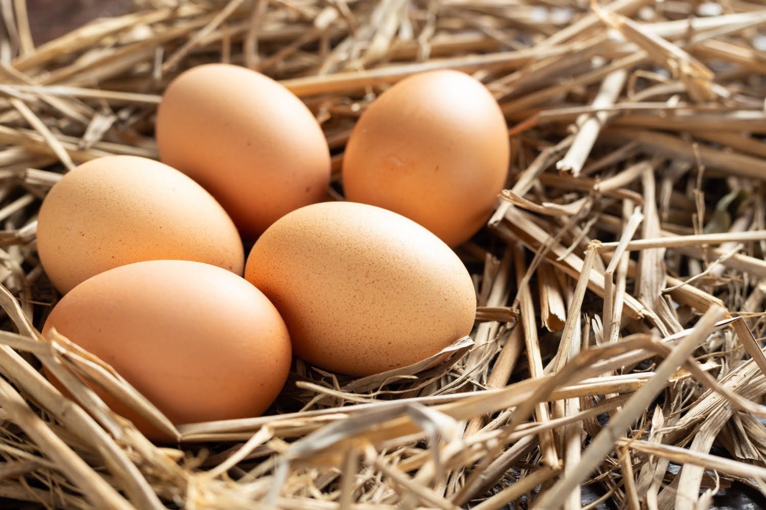 Protéines complètes et incomplètes: mieux équilibrer son alimentation