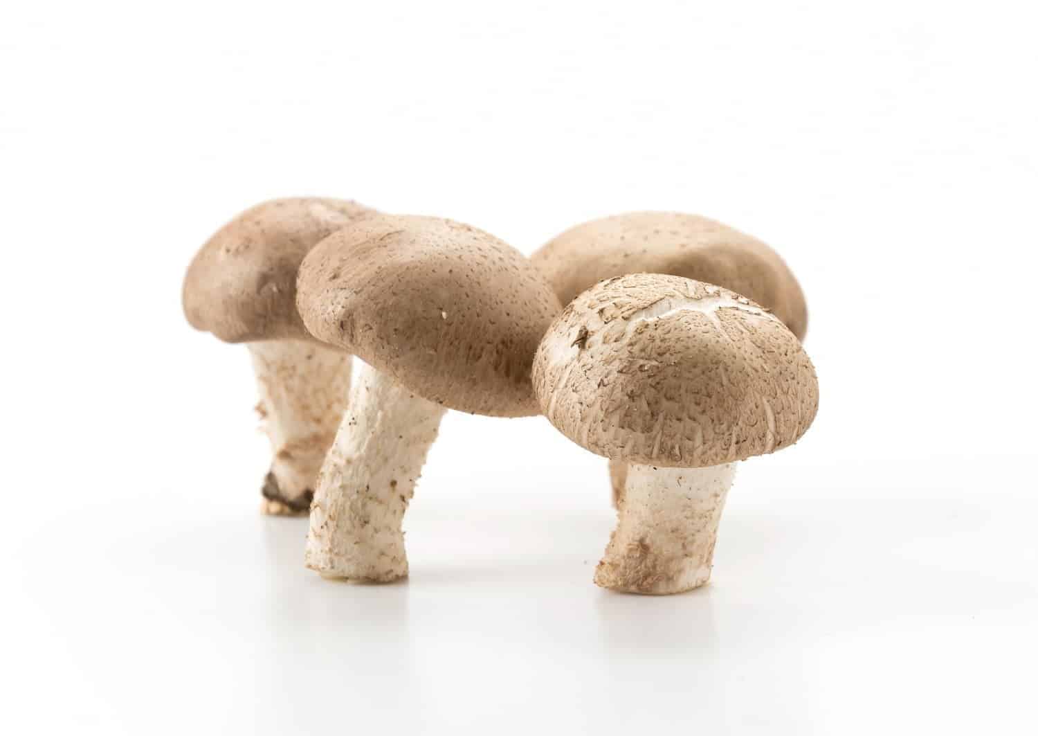 Il faut manger des champignons pour réduire le risque de dépression