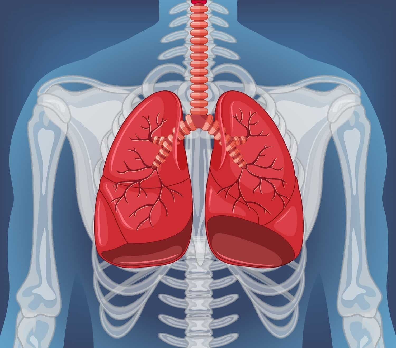 5 conseils pour garder ses poumons en bonne santé