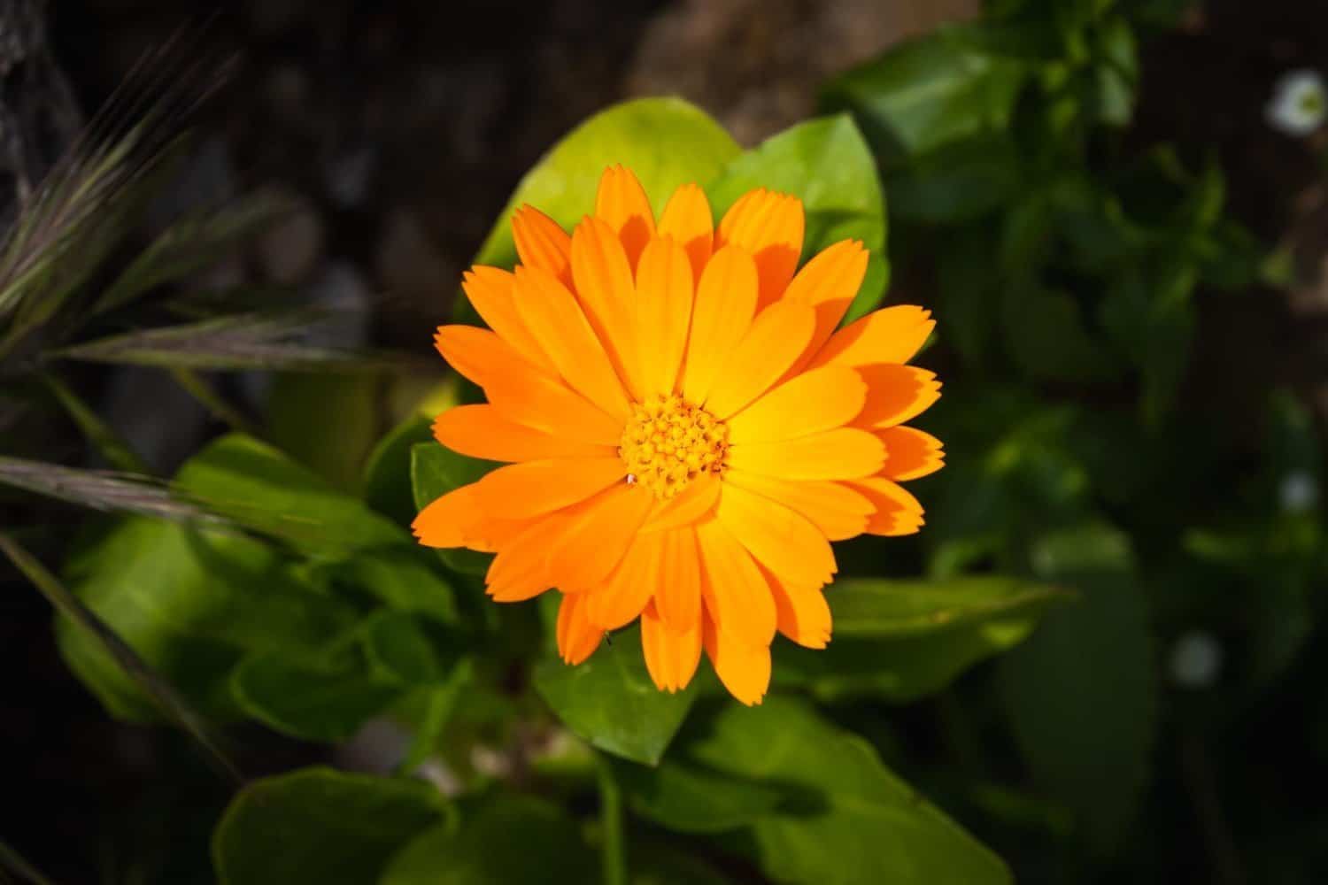 7 bienfaits étonnants du Calendula pour la santé
