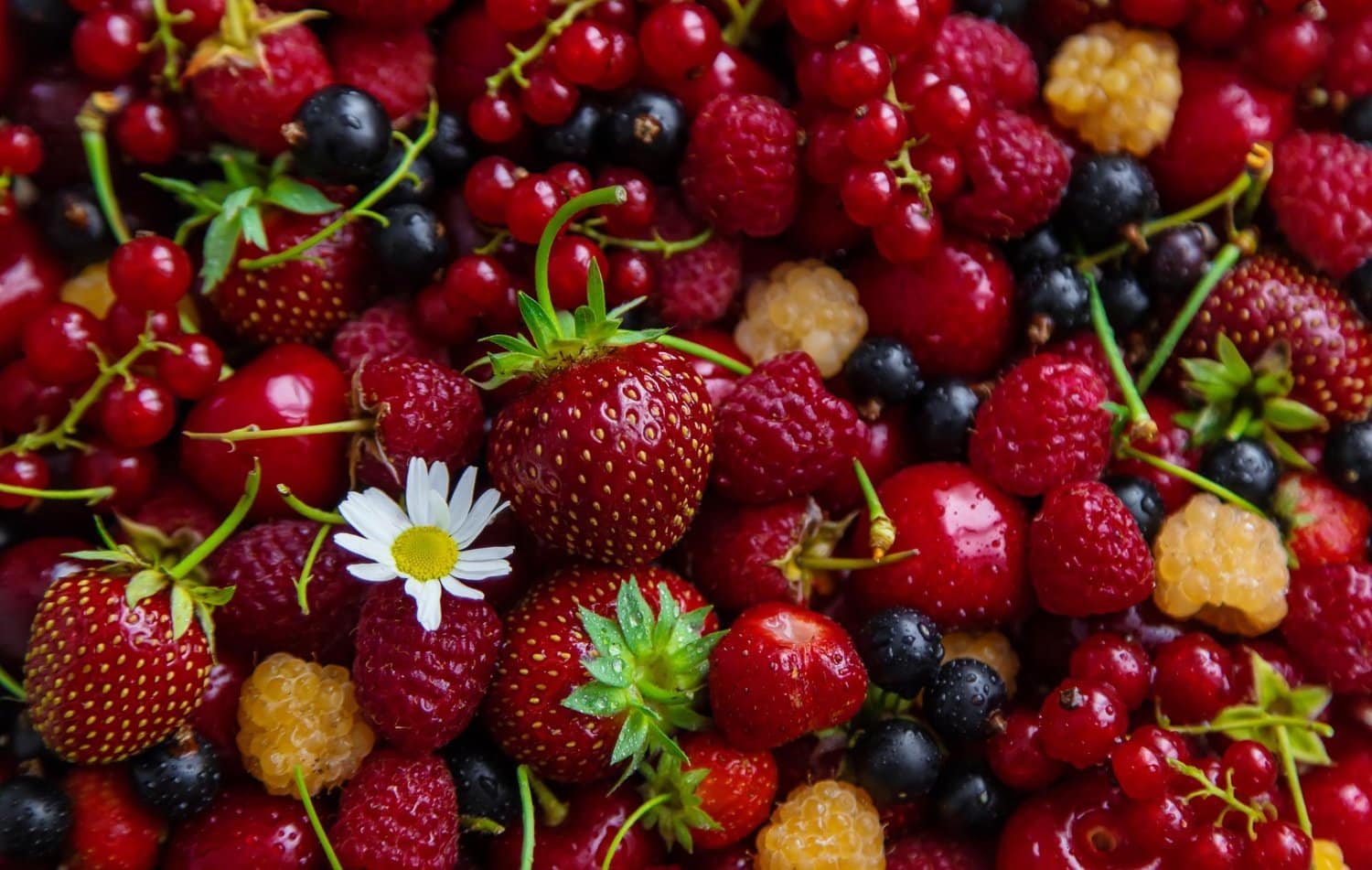 Framboises, fraises, myrtilles, mûres: d’extraordinaires alliés pour la santé