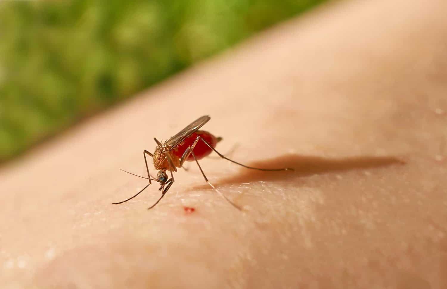 Pourquoi les moustiques préfèrent vous piquer vous : 9 raisons surprenantes
