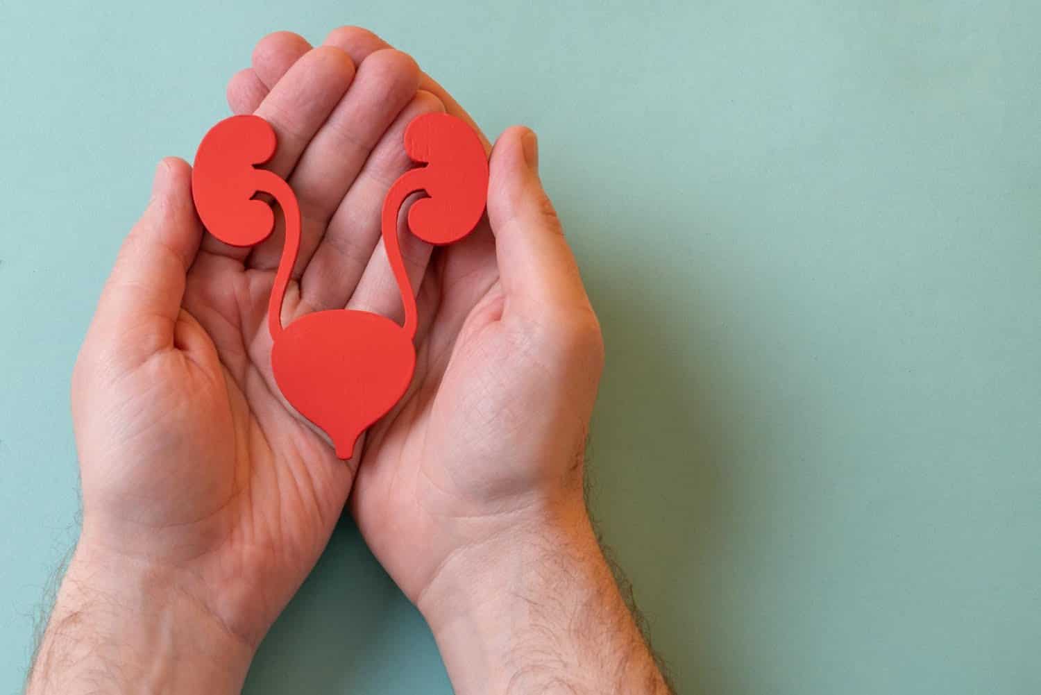 Protégez vos reins efficacement avec un régime pauvre en phosphore