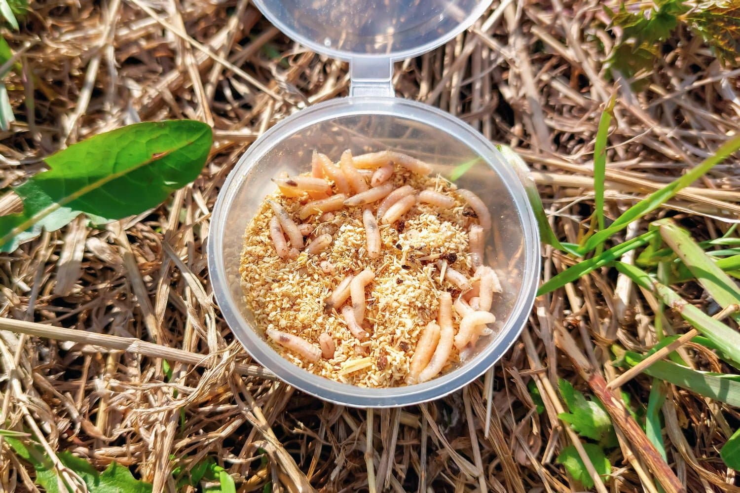 Intox alimentaire : Manger accidentellement des asticots, c’est grave?