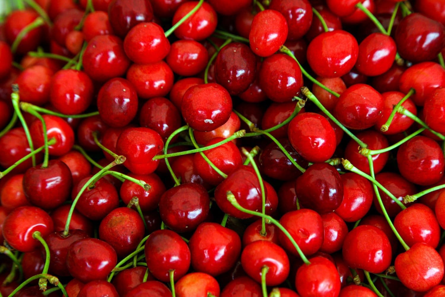 Tout sur les cerises : Nutrition, bienfaits, types
