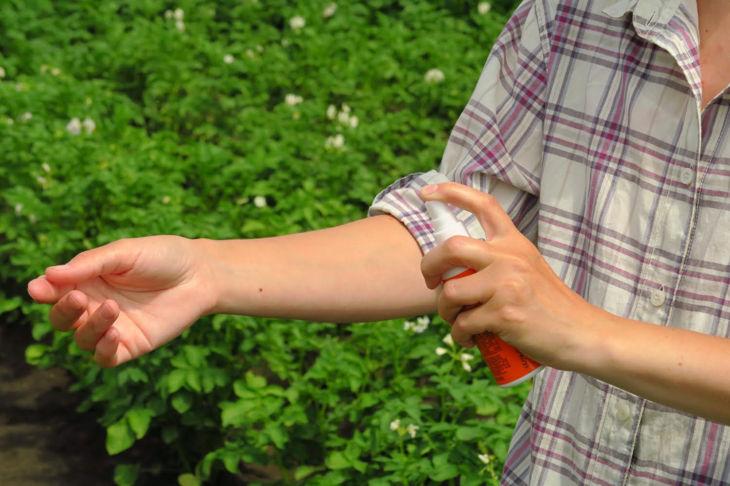 7 huiles essentielles contre les démangeaisons des piqûres de moustiques