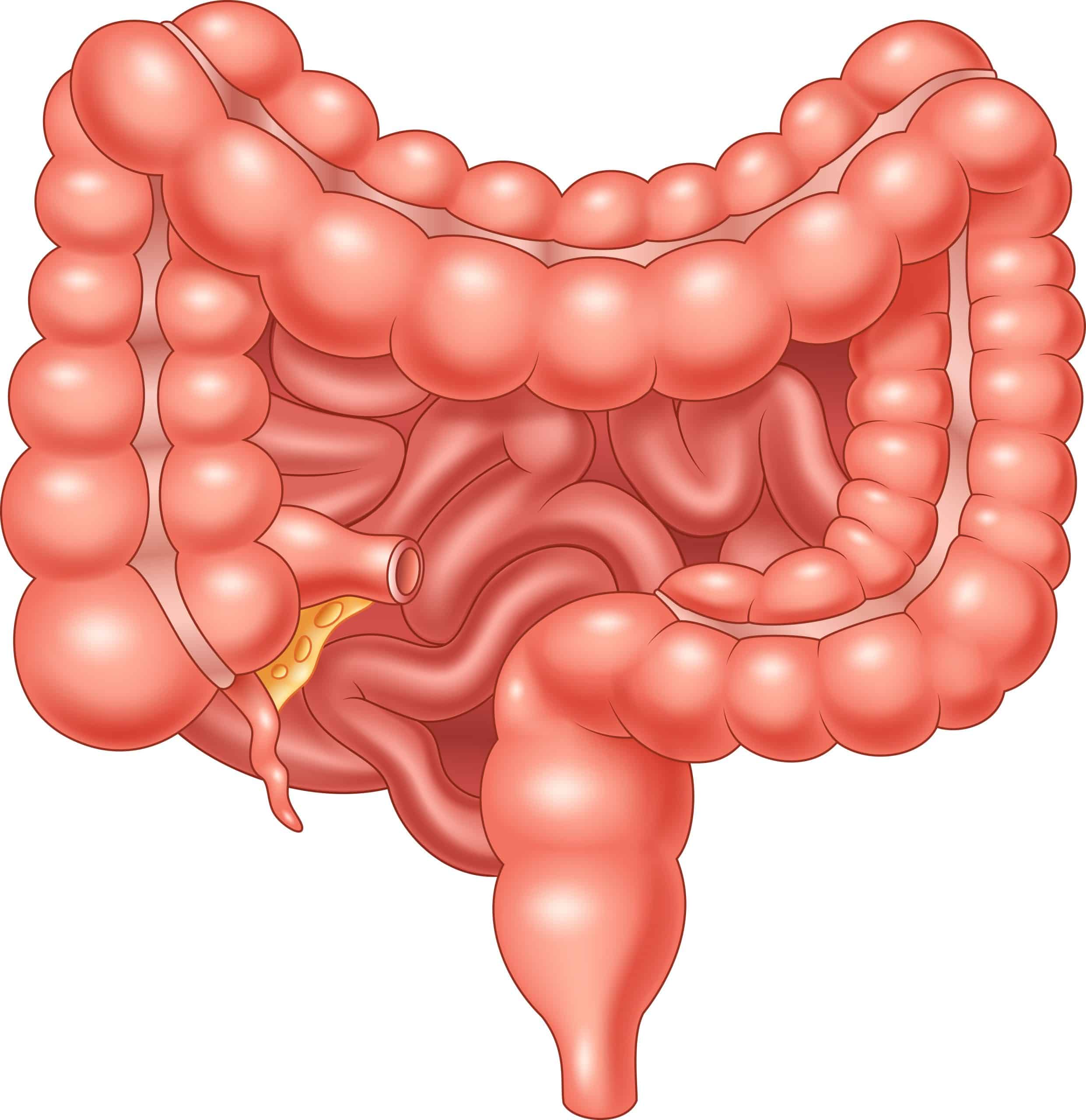 Maladie de Crohn chez l’homme: les symptômes spécifiques