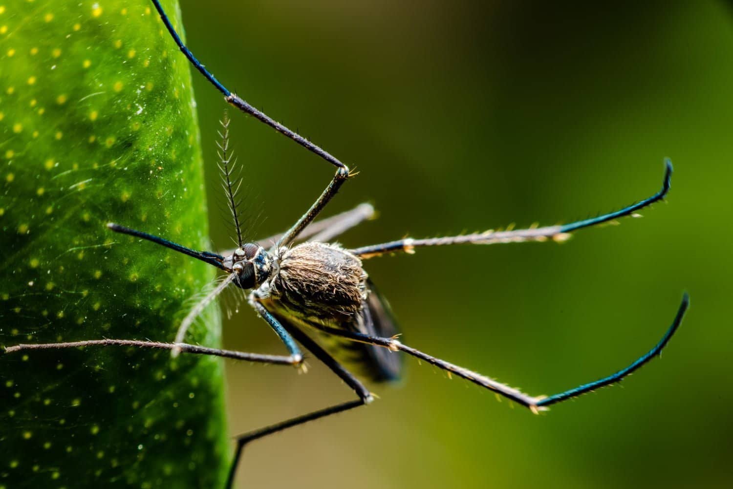 Comment éloigner efficacement les moustiques de votre jardin