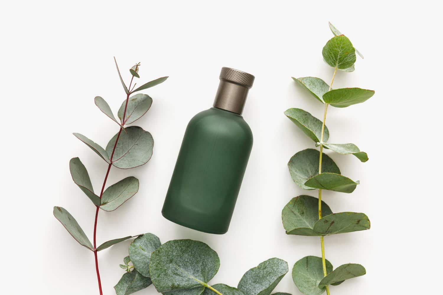 Désodorisant, répulsif à insectes: les usages méconnus de l’eucalyptus