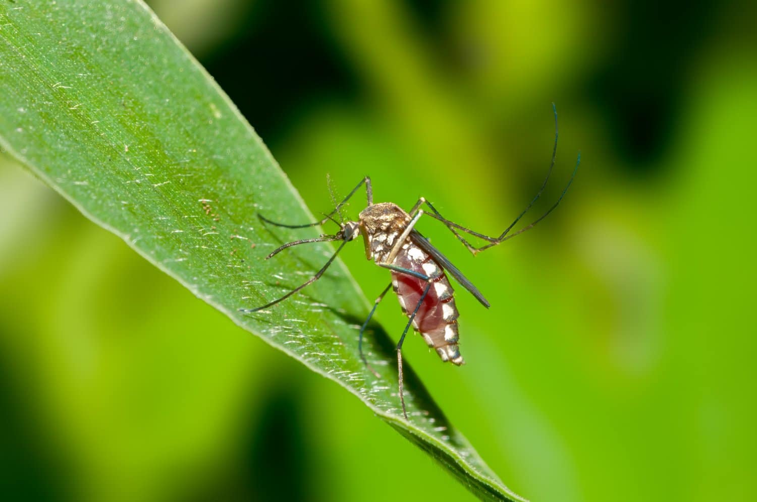 Moustiques: comment éviter les piqures et soulager les démangeaisons naturellement