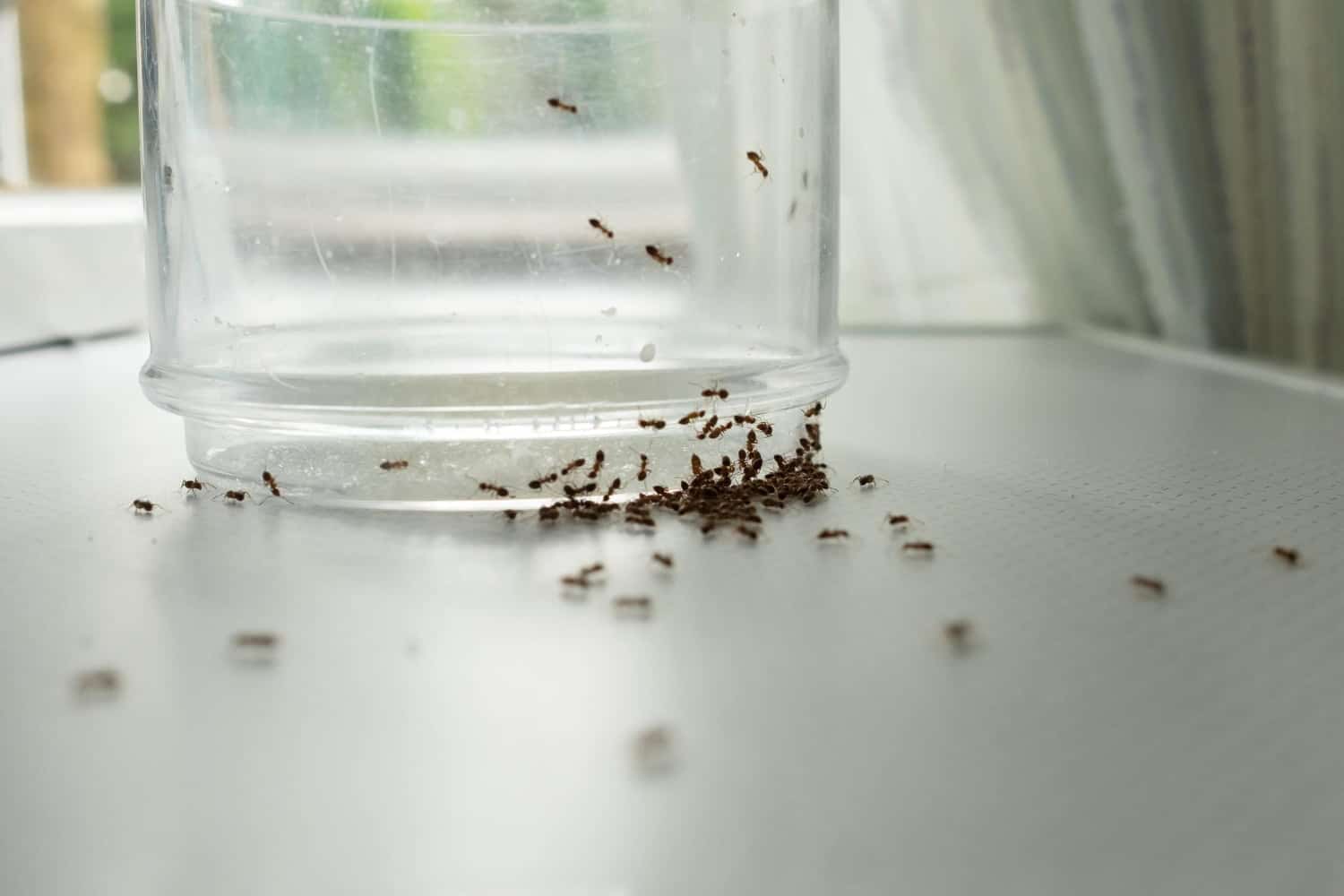 Remèdes naturels contre les fourmis dans la maison