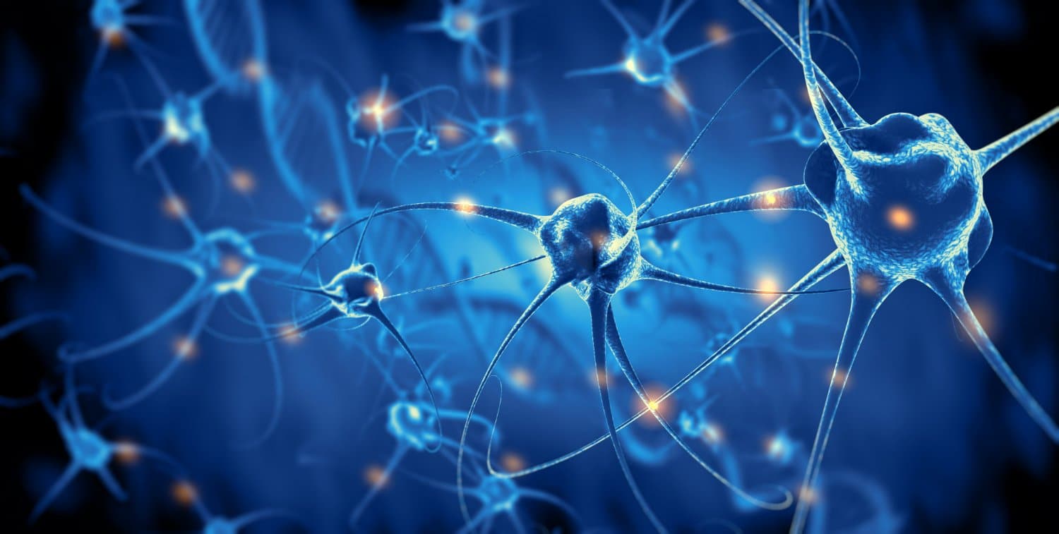 Subvenez aux besoins de vos neurones pour un bien-vivre absolu !