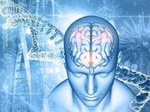 Illustration cerveau humain