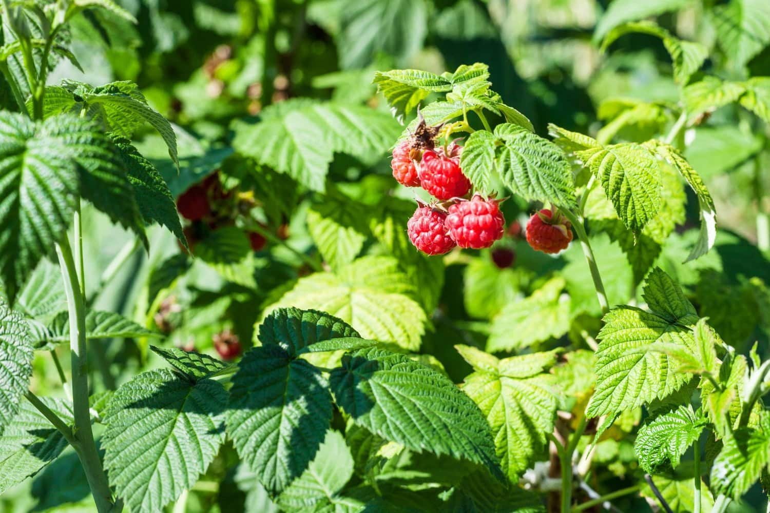 Feuilles de framboisier : Découvrez 6 raisons de les intégrer dans vos infusions quotidiennes.
