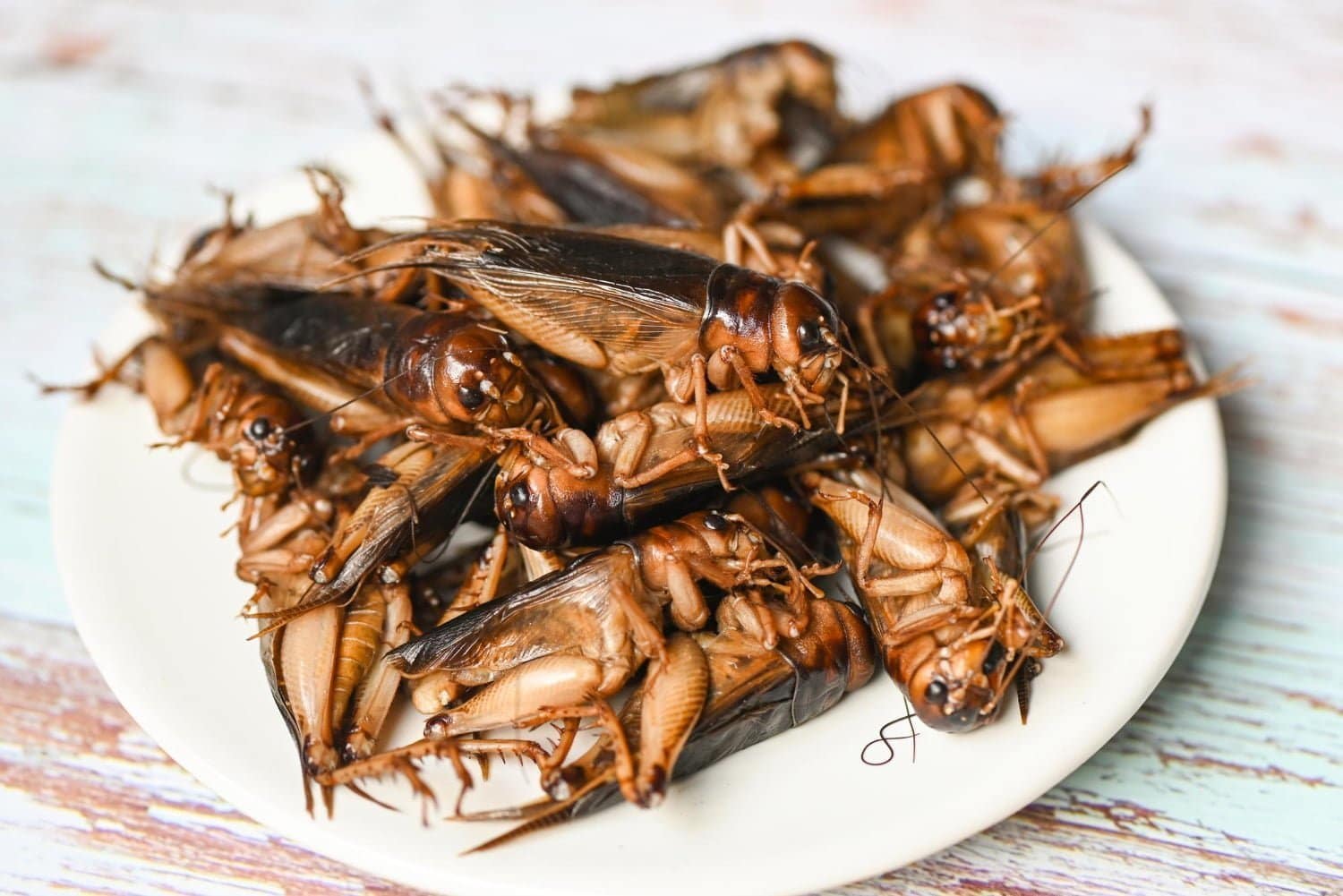 Nouvelle protéines animales: 6 insectes bons à manger et leur valeur nutritionnelle