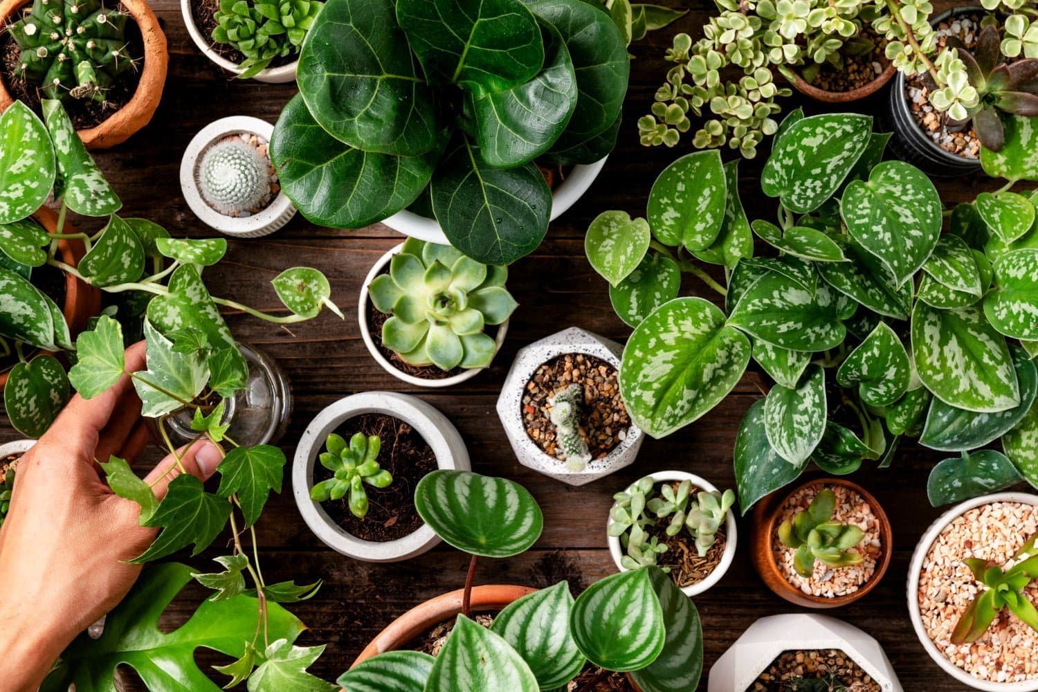 Top 5 des plantes drainantes pour obtenir un ventre plat naturellement