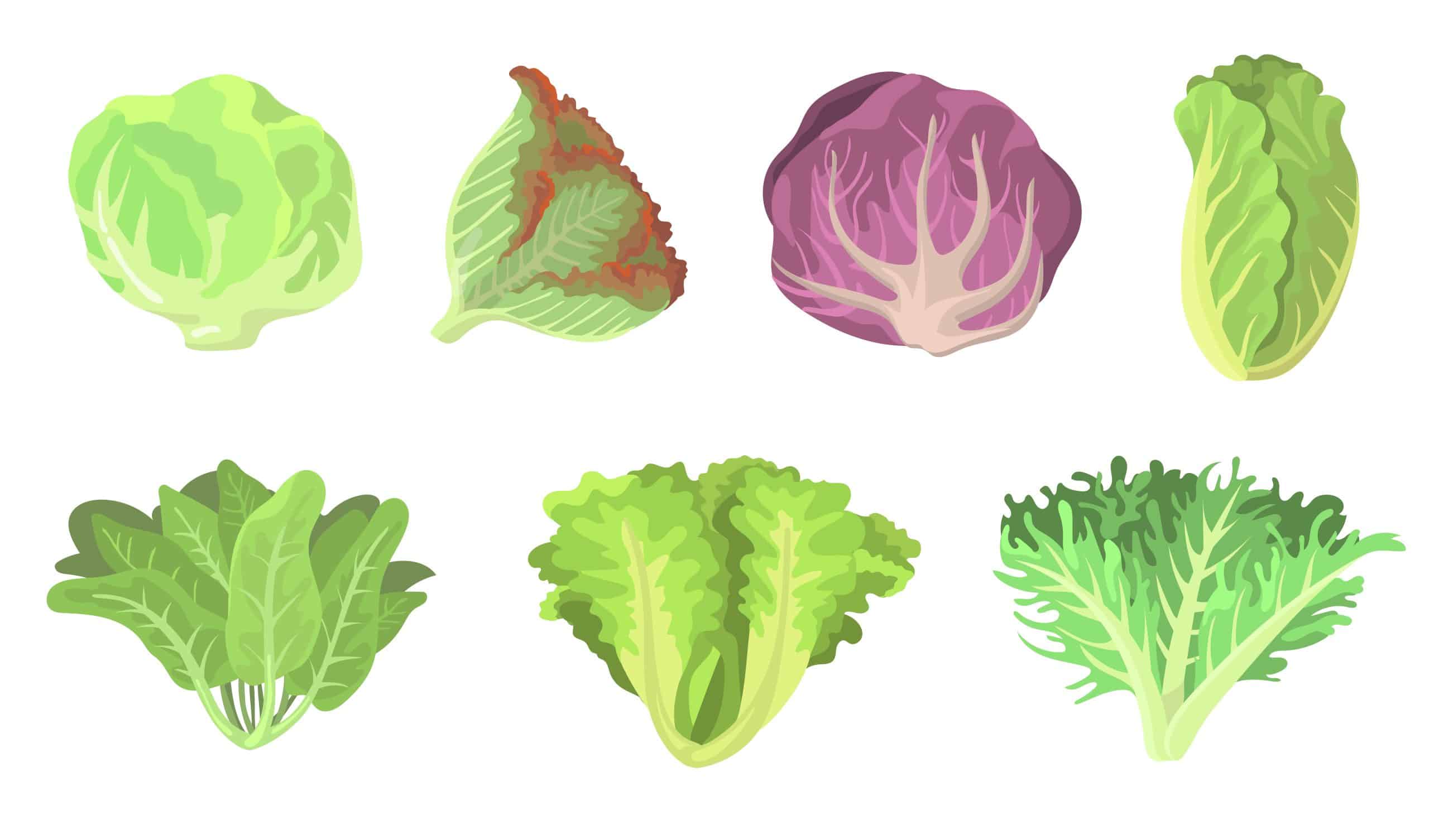 Choisissez votre salade en fonction de ses vertus