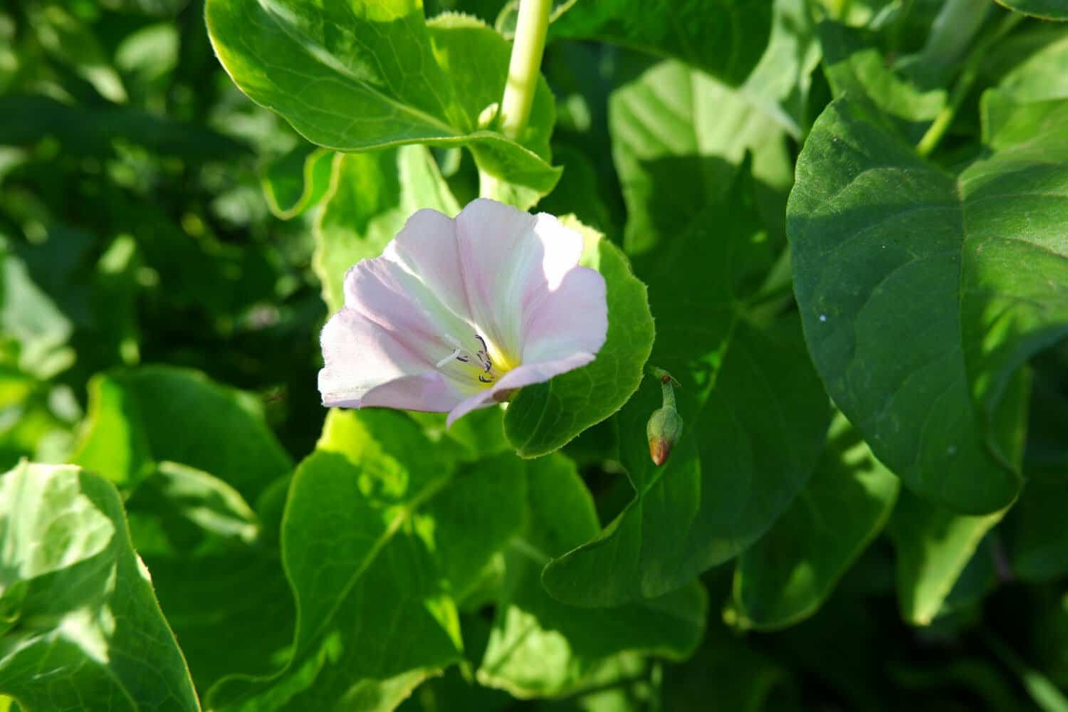 Il se peut que cette plante toxique pousse dans votre jardin. Comment s’en débarrasser ?