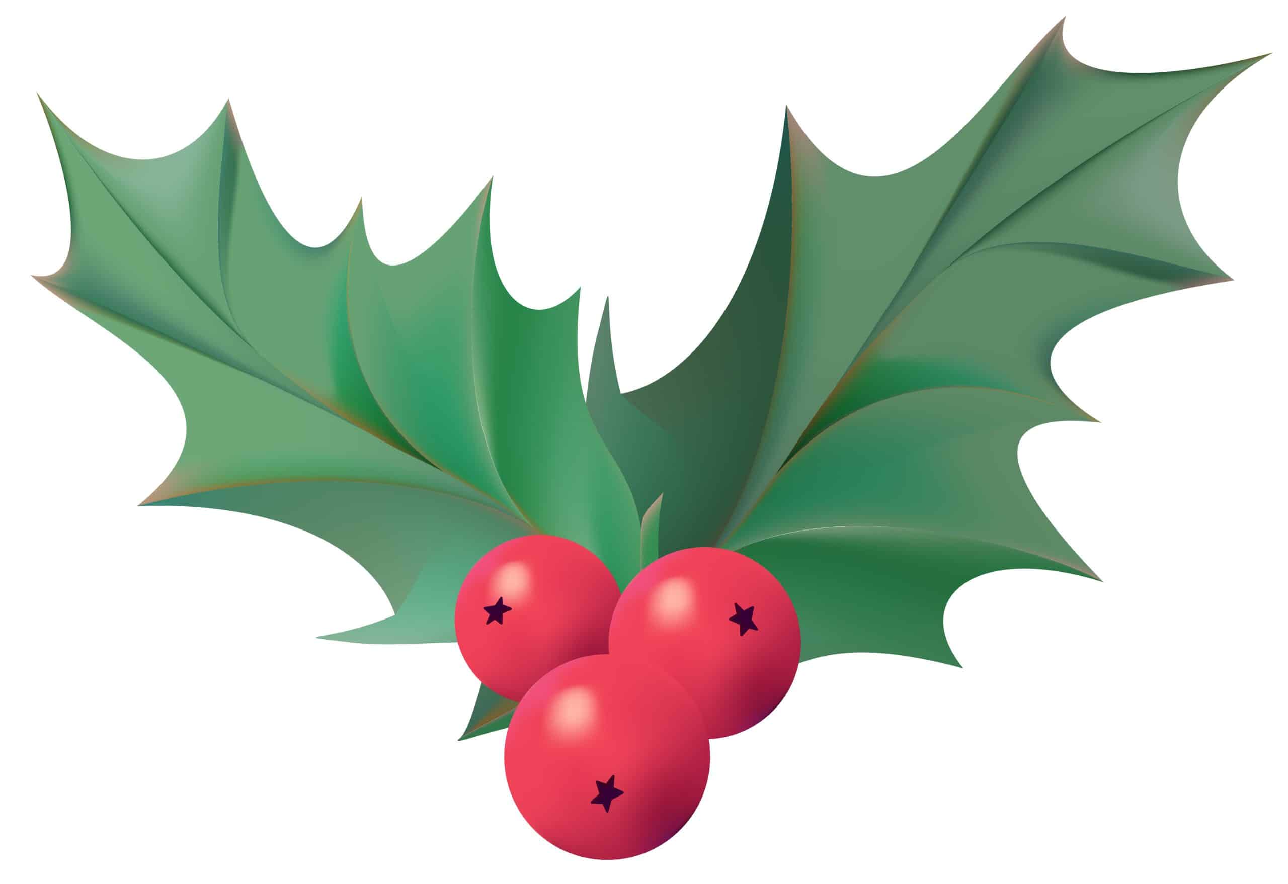Le gui: une plante emblématique de Noël utilisée en phytothérapie depuis longtemps