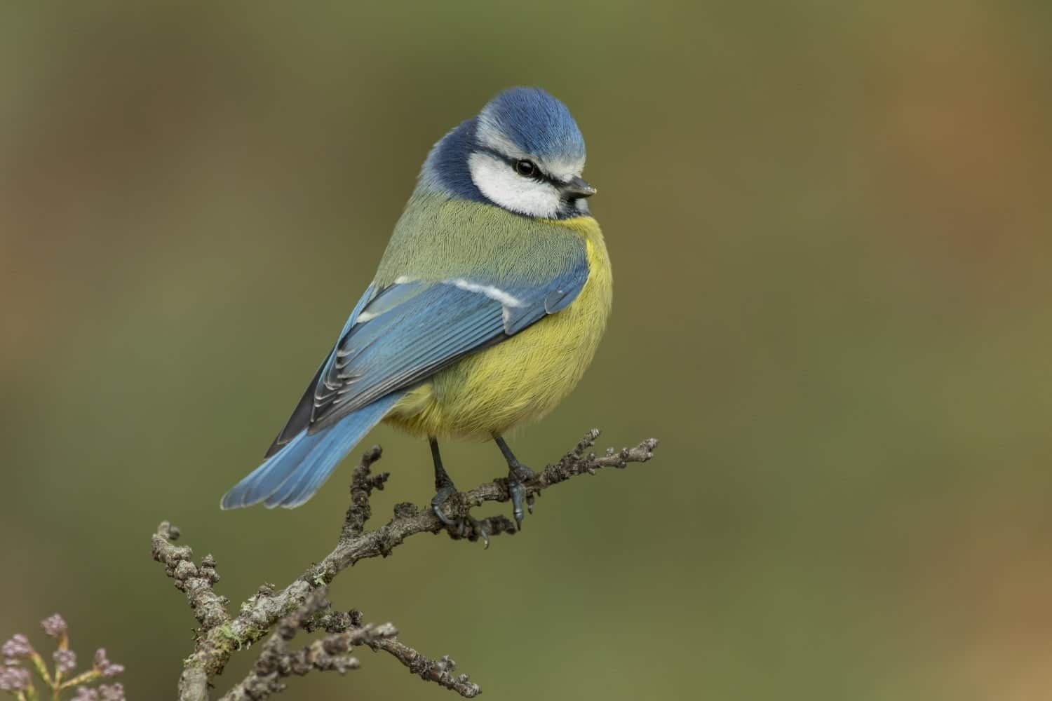 Observation des oiseaux et santé mentale : une prévention douce selon ces études