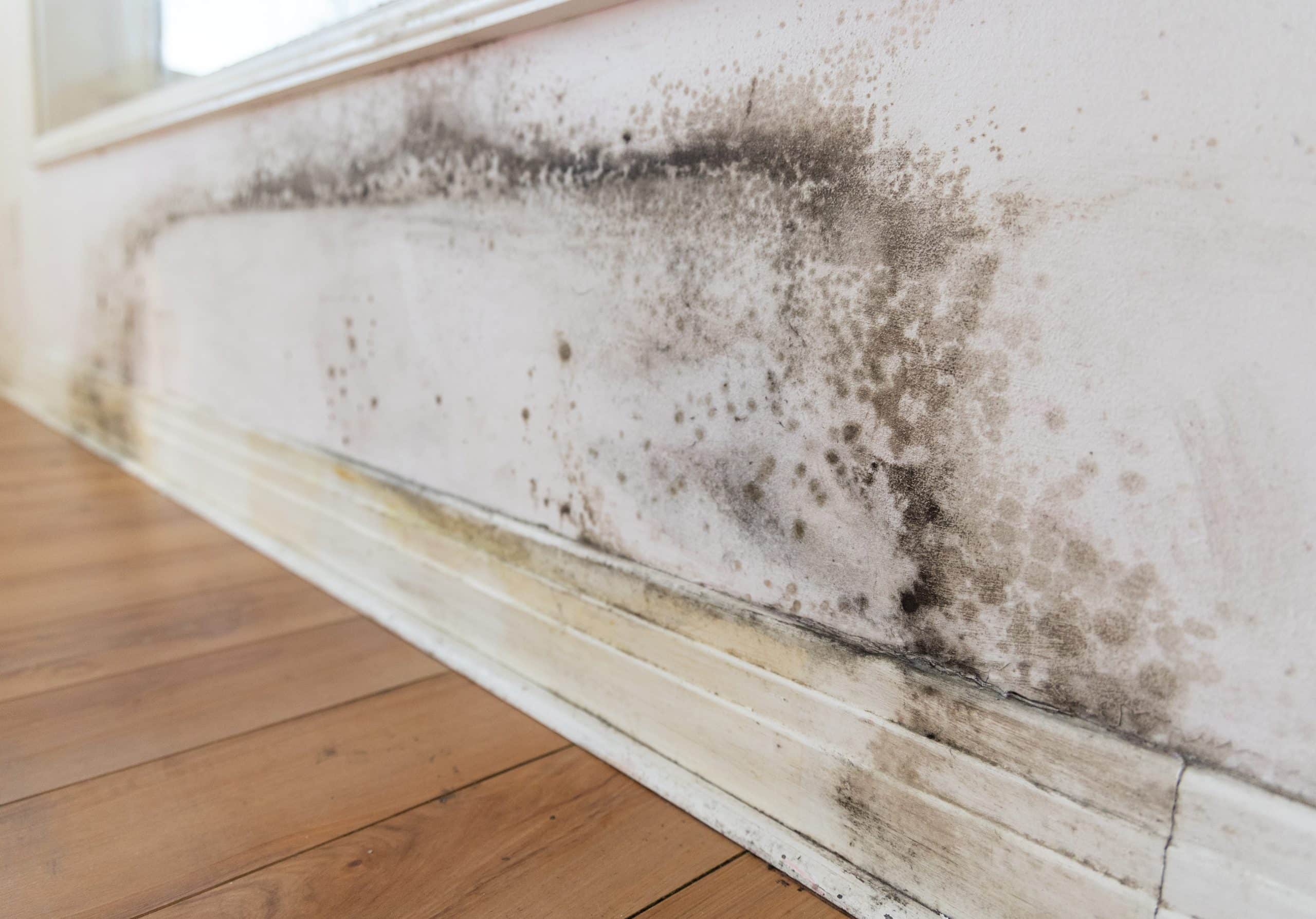 Éliminez la moisissure noire dans votre salle de bains avant qu’il ne soit trop tard !