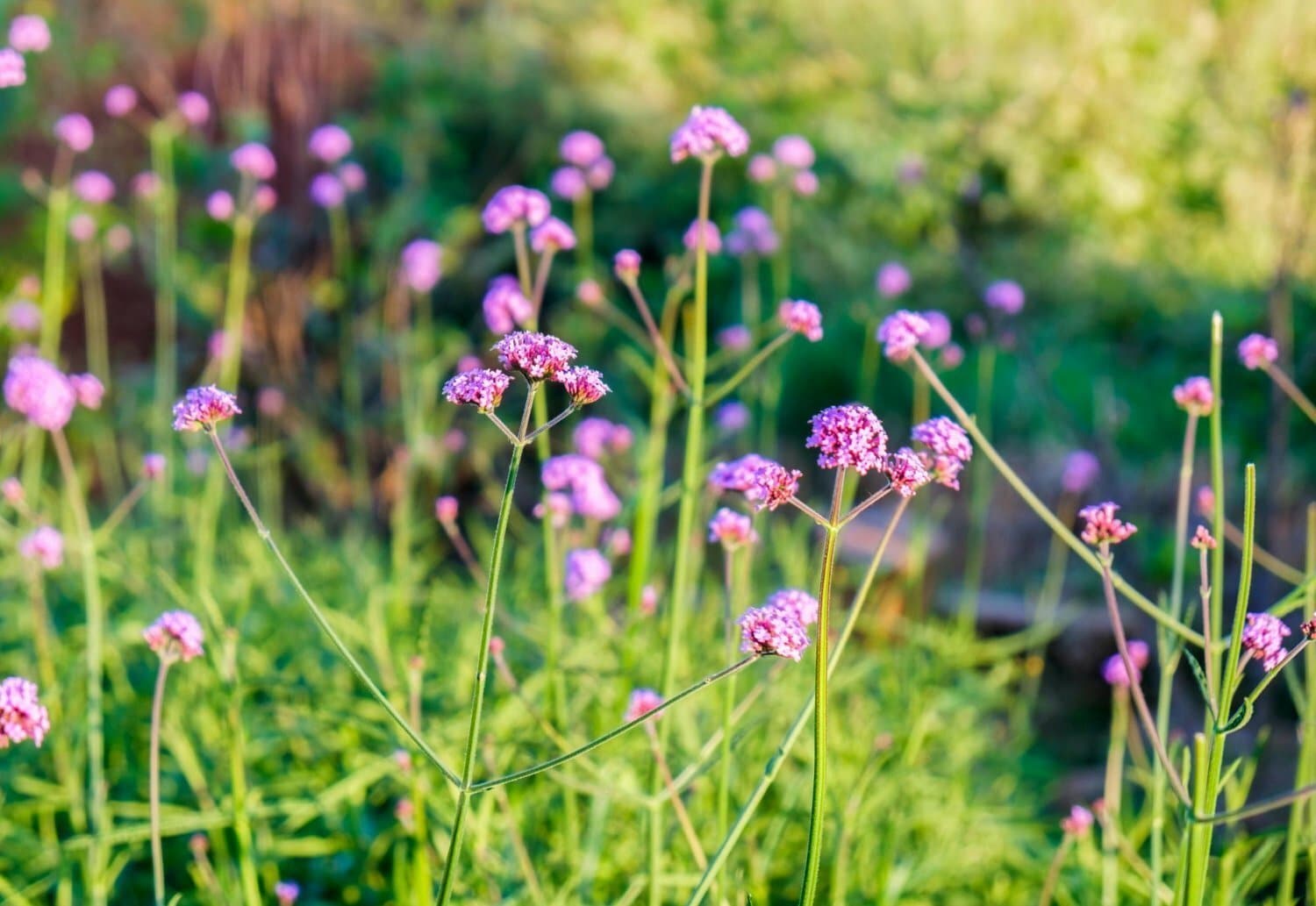 8 réalités que vous ignorez sur la verveine