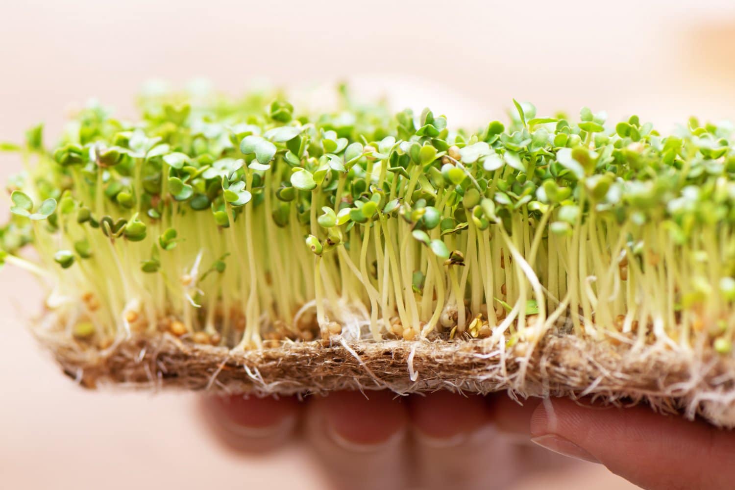 Voici les 7 « Superaliments » élus en 2023 pour une santé solide