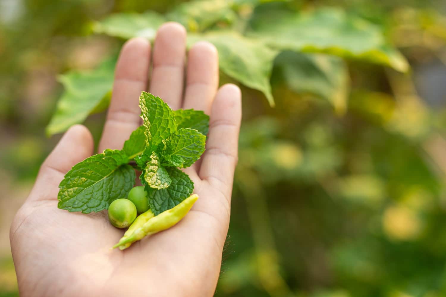 Naturopathie : Est-elle faite pour tout le monde ?