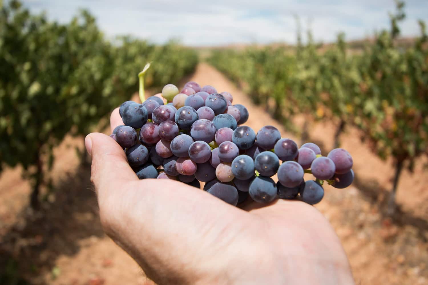 Raisin: Les bienfaits du resvératrol pour la santé