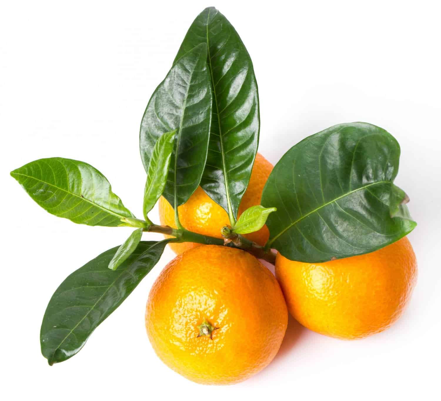 10 caractéristiques étonnantes qui distinguent la clémentine de la mandarine !