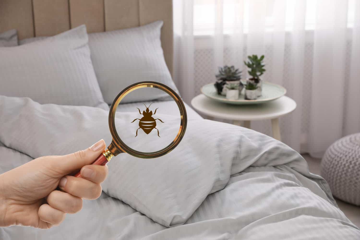 Punaise de lit vue a la loupe