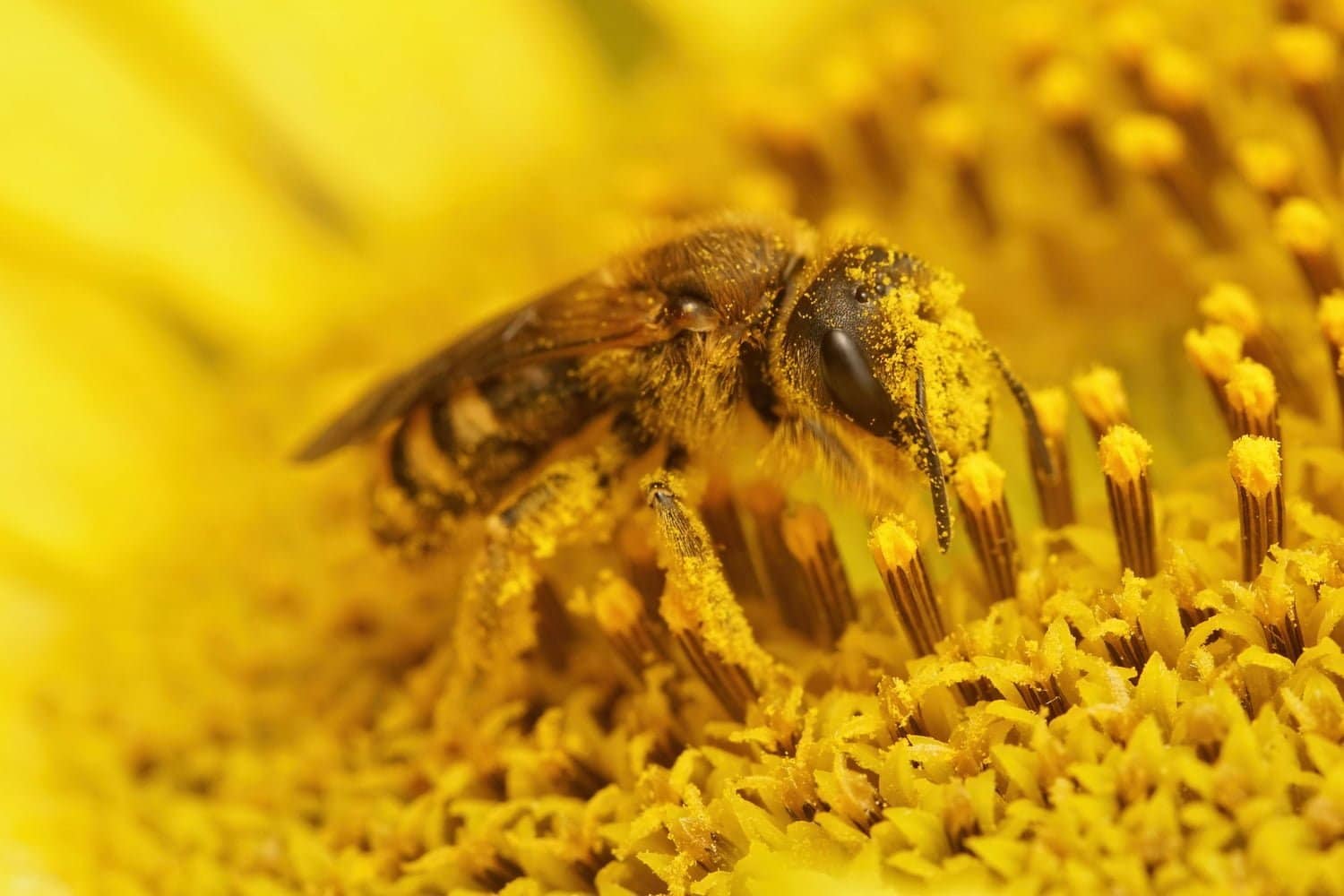 Traitement des piqûres d’abeilles : 7 remèdes naturels