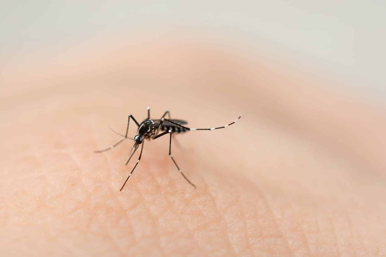 Epidémie record de chikungunya à La Réunion 