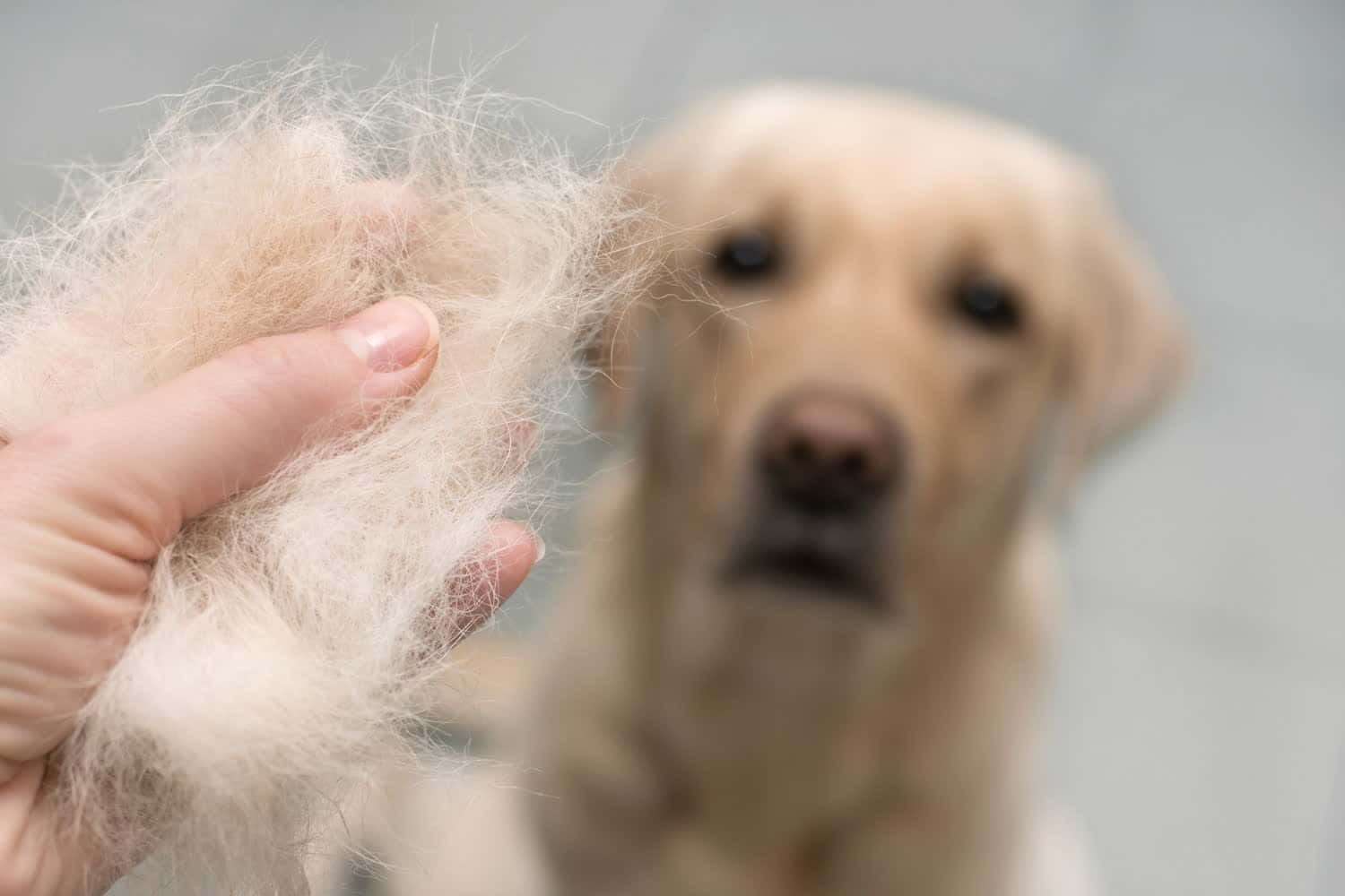 Les meilleures solutions pour éliminer les poils d’animaux de votre maison