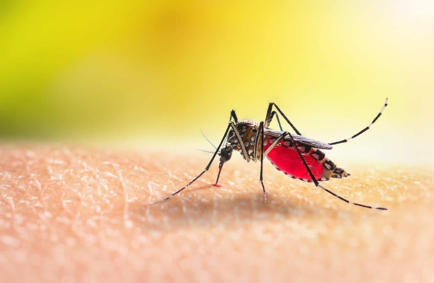 Augmentation des cas de dengue : le changement climatique mis en cause