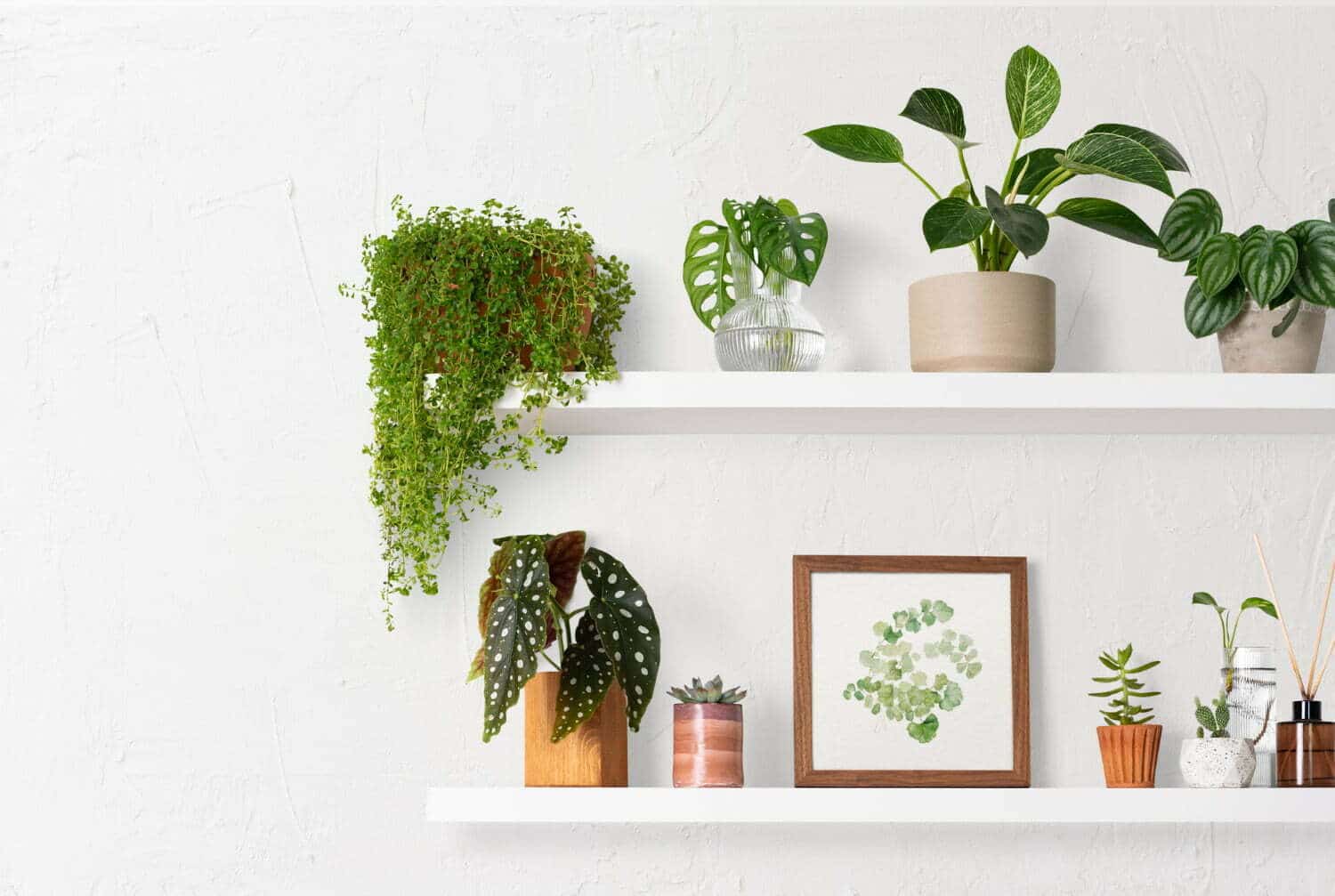 Comment entretenir ses plantes d’intérieur pendant les vacances