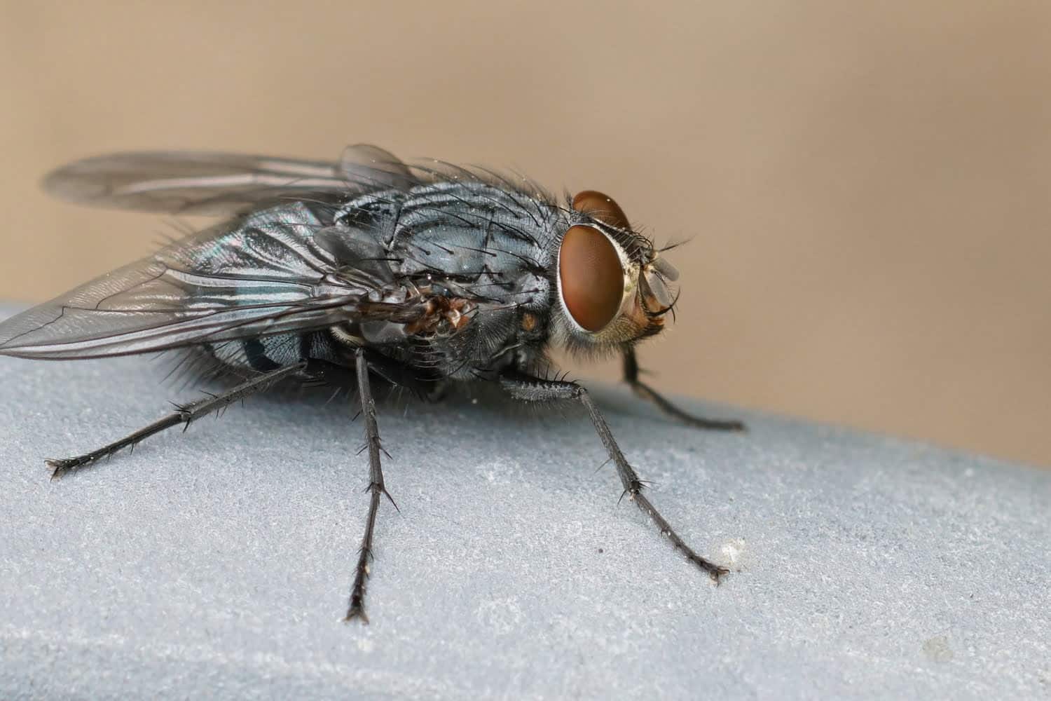 Quatre méthodes pour éliminer les mouches de sa maison