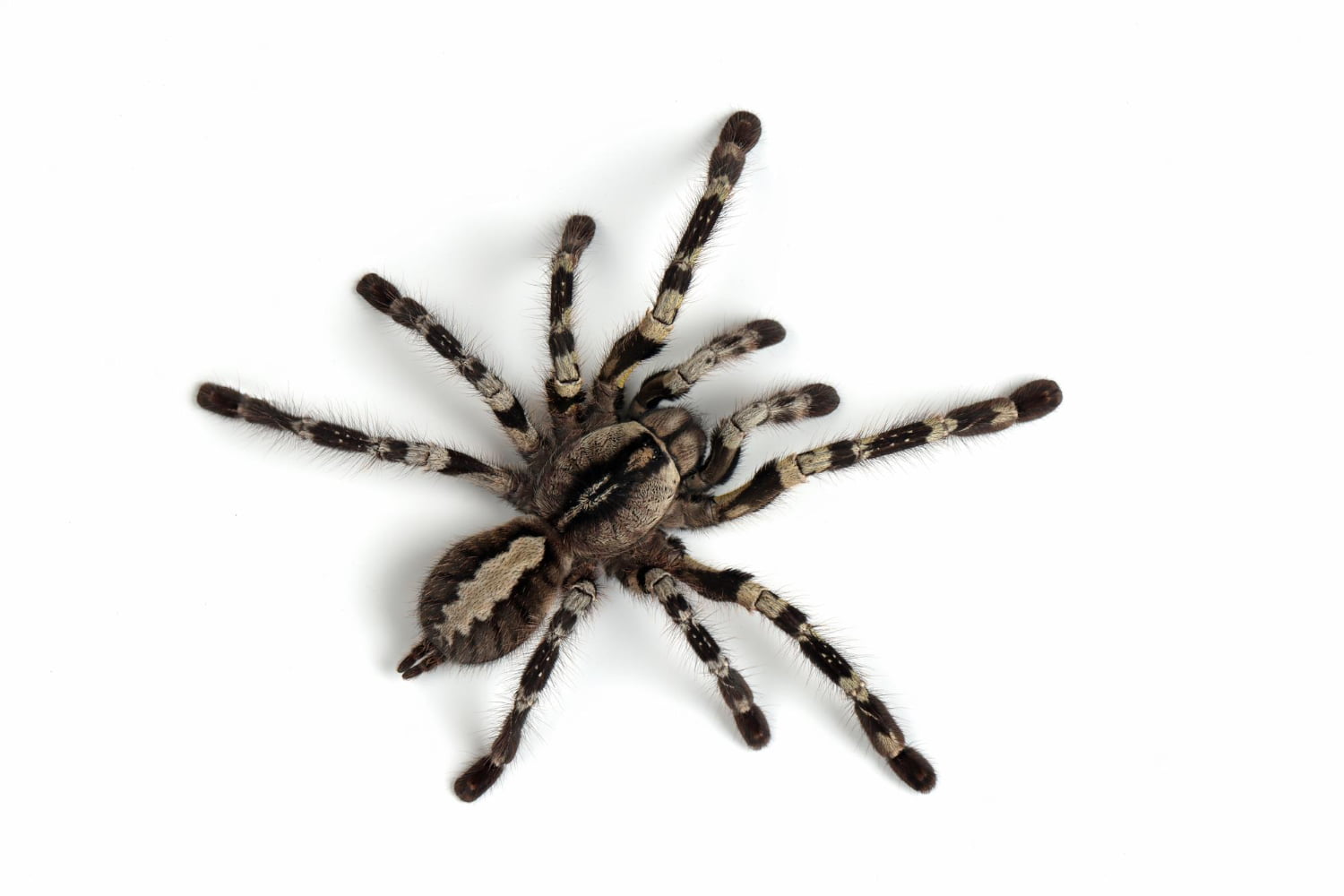 Voici les araignées qui vivent en France : Lesquelles sont dangereuses ?