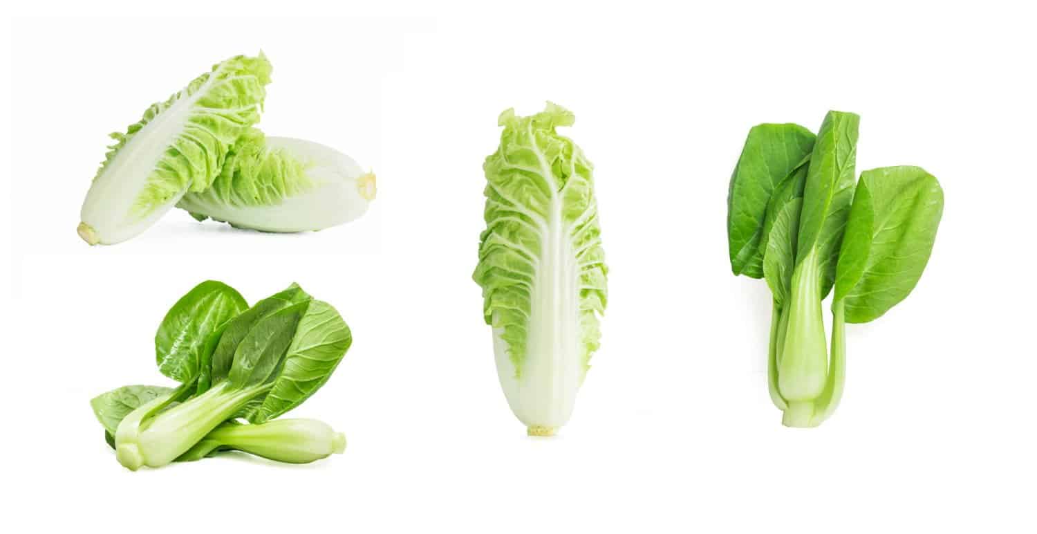 Les endives: un légume feuille sain et délicieux pour votre alimentation