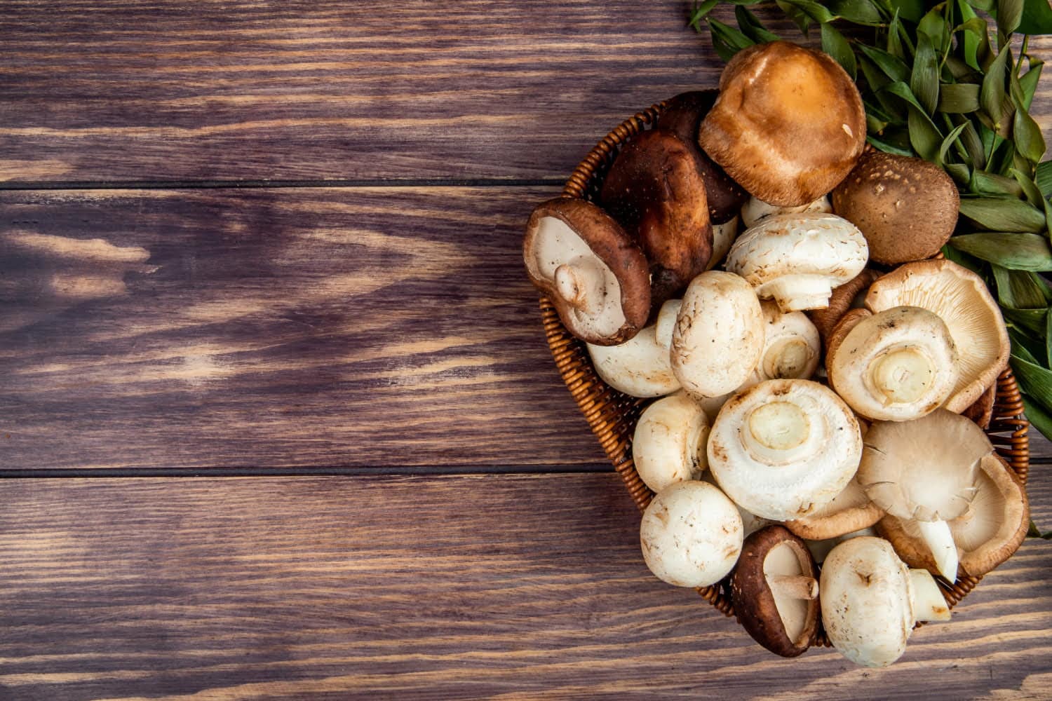 Champignons contre la dépression : des pre-résultats d’études étonnants