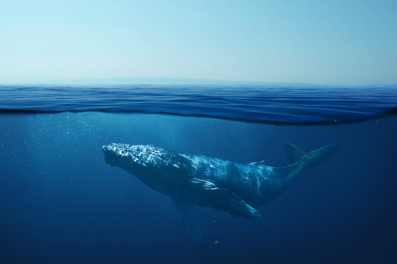 Les secrets de longévité des baleines et de leur résistance au cancer