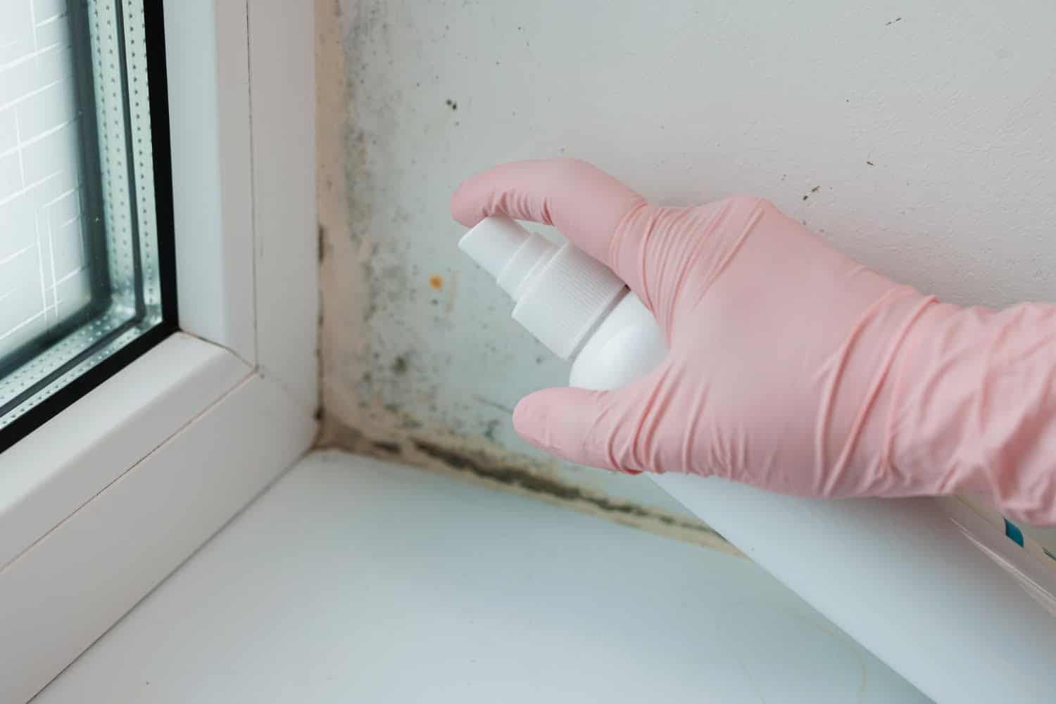 Qualité de l’air chez soi: les signes de moisissure et s’en débarrasser efficacement 