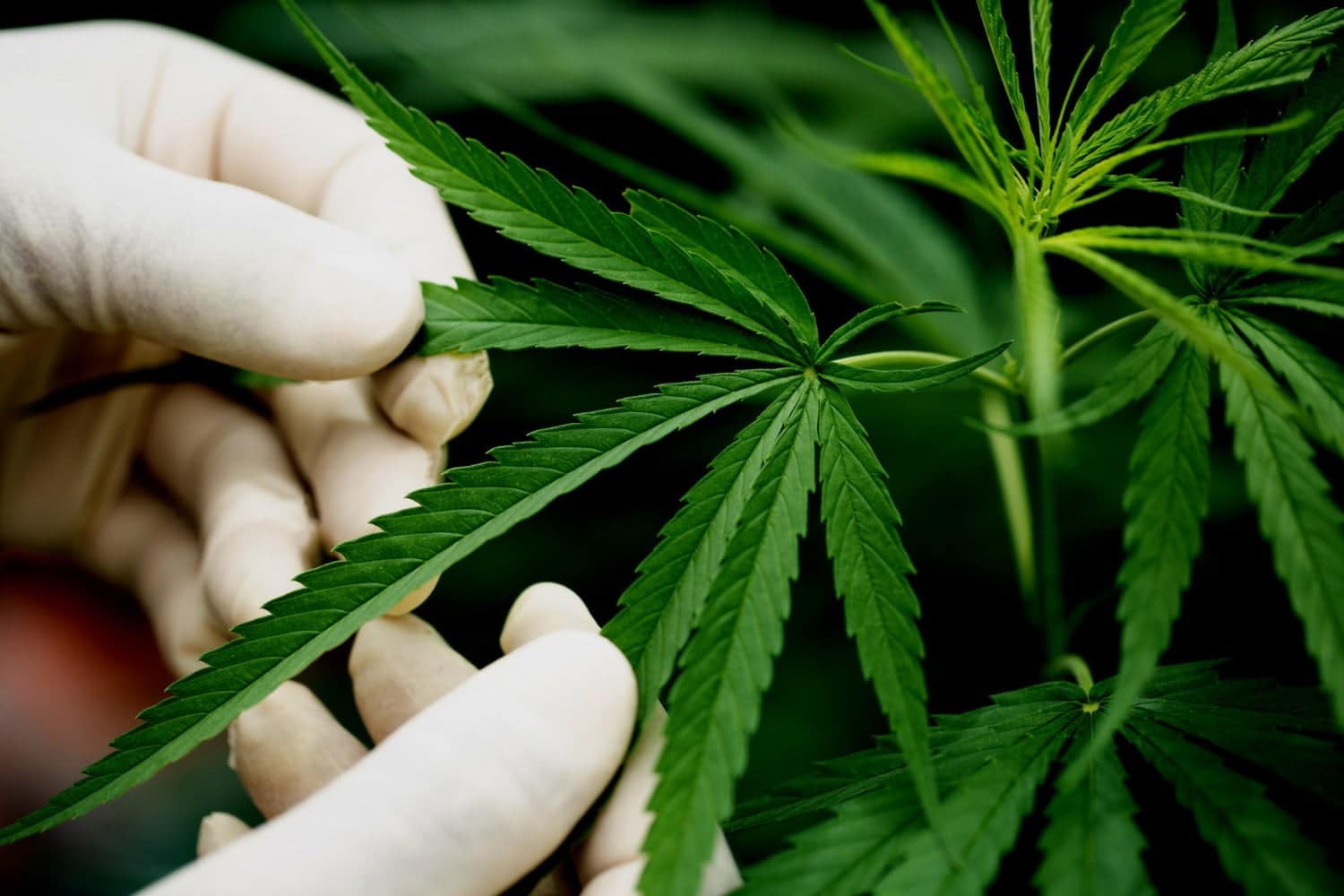 Du cannabis chaque jour : risque plus élevé d’insuffisance cardiaque