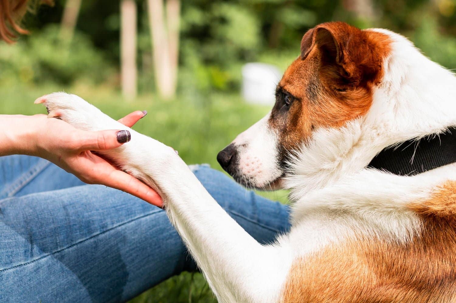 Vous venez d’adopter votre premier chien? Bénefices immédiats:  plus de marche et plus de liens à distance 