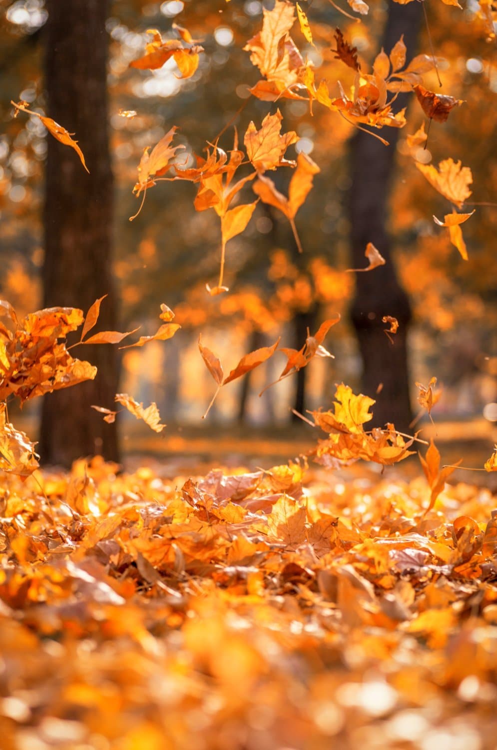 Ces trois changement dans votre corps qui s’opèrent en automne