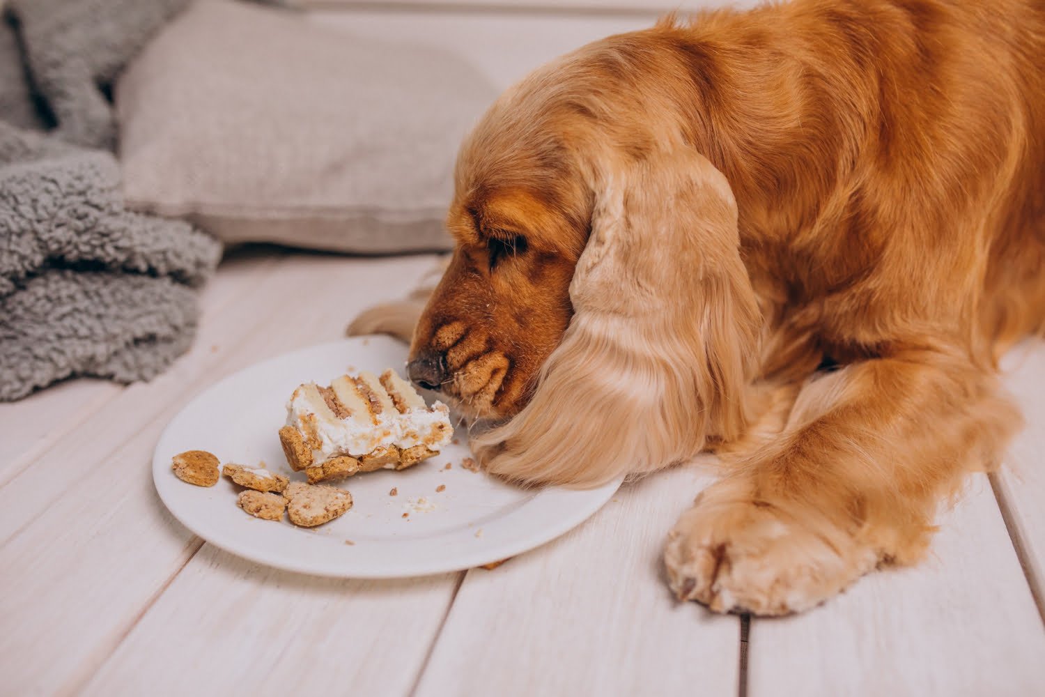 Les aliments dangereux pour votre chien : Voilà tout ce que vous devez savoir