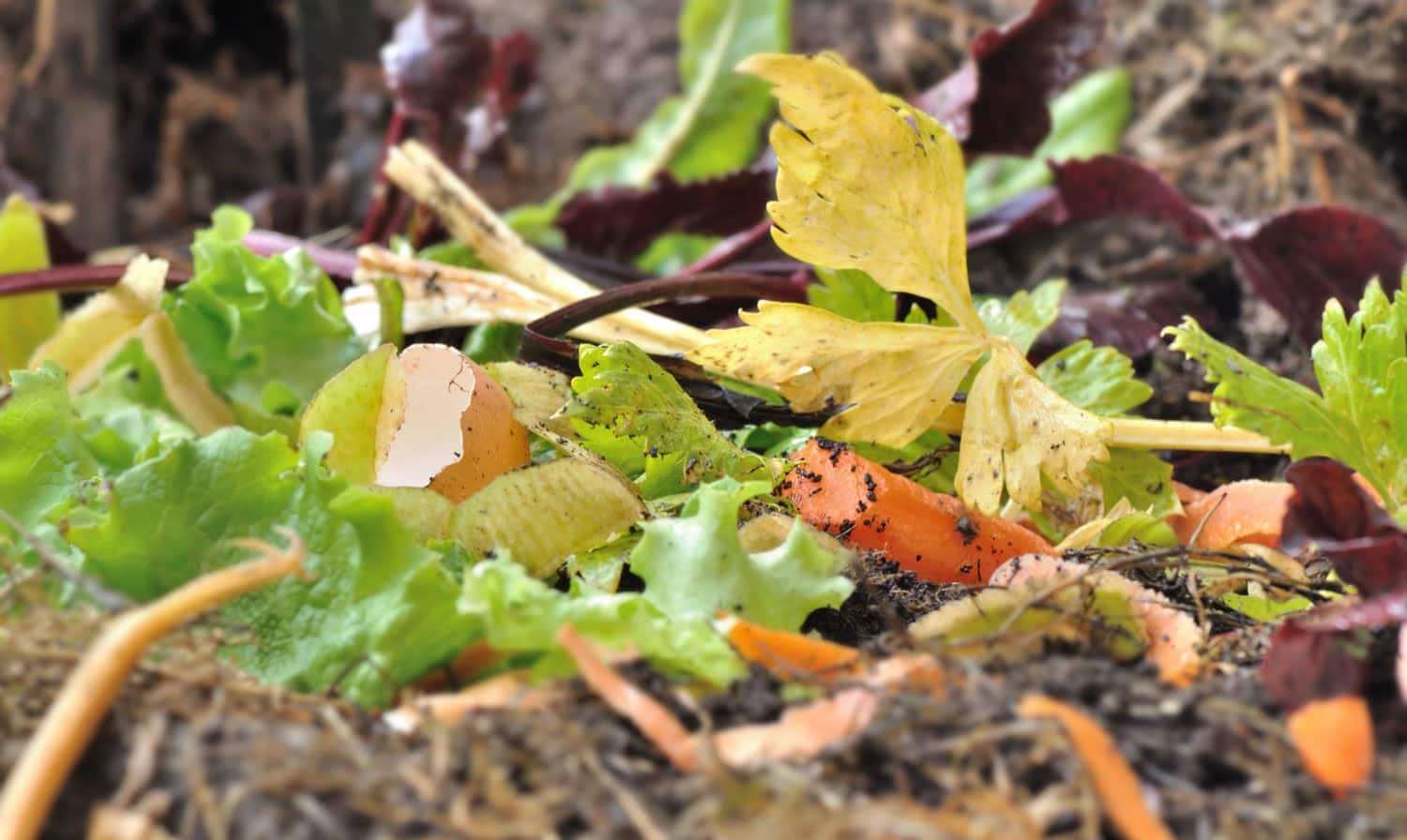 Comment éviter les mauvaises odeurs et éloigner les insectes dans le compost ?