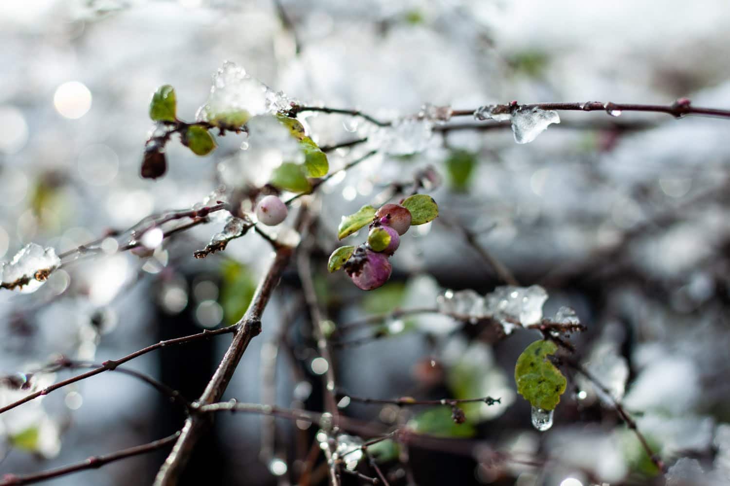Prévisions pour l’hiver 2023-2024 : Faut-il s’ attendre à un hiver glacial ?
