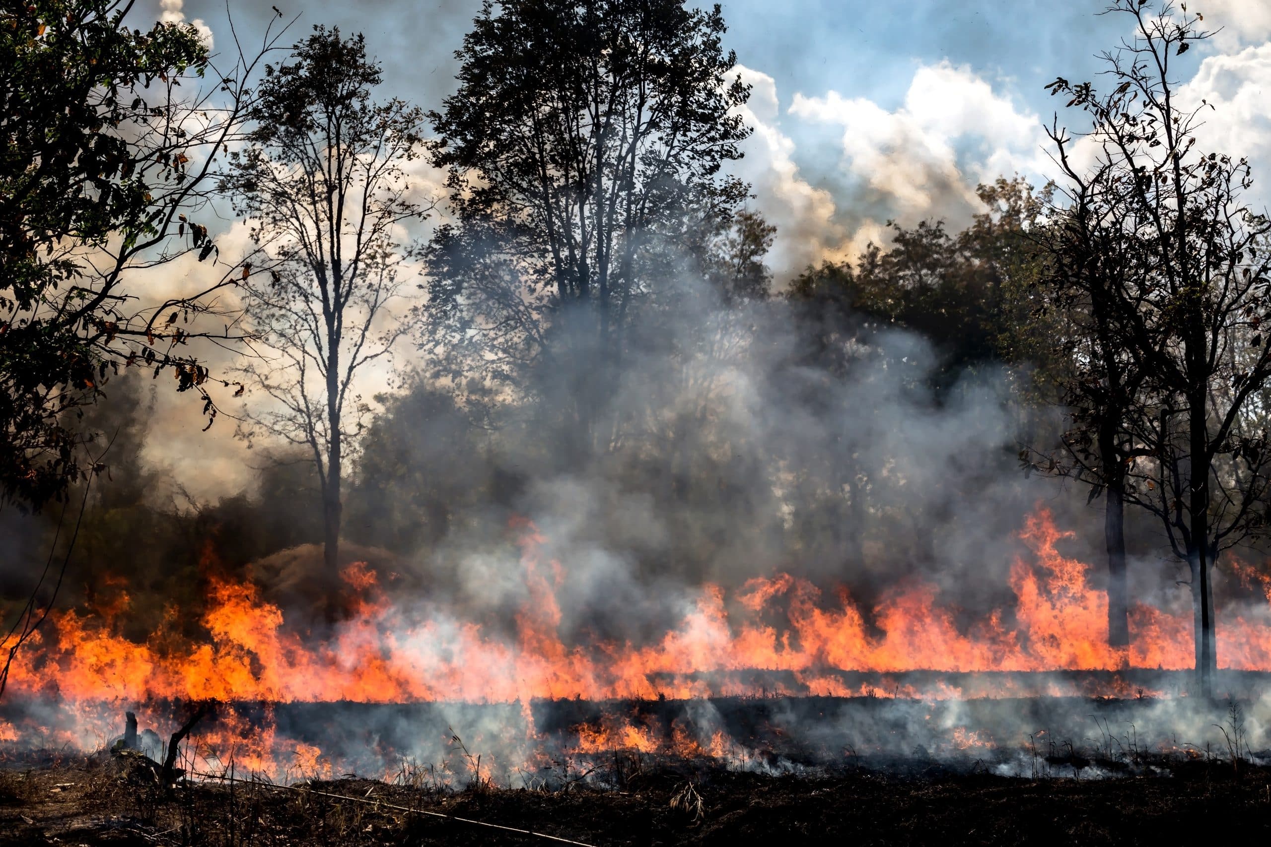 Fumée des incendies de forêt: une baisse de la qualité du sperme observée